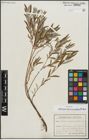 Foto von Salix repens subsp. rosmarinifolia (L.) Andersson
